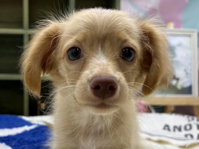 静岡県のハーフ犬 (ペッツワン富士宮小泉店/2024年1月7日生まれ/女の子/クリーム)の子犬