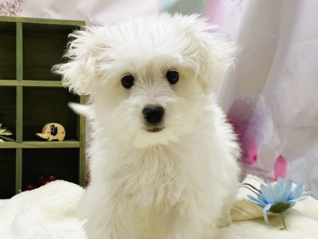 静岡県のハーフ犬 (ペッツワン富士宮小泉店/2023年12月21日生まれ/女の子/ホワイト)の子犬