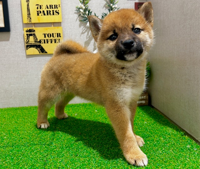 茨城県の柴犬(標準サイズ) (ペッツワン水戸店/2024年2月15日生まれ/女の子/赤)の子犬