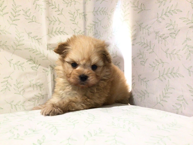 茨城県のハーフ犬 (ペッツワン高萩店/2024年2月19日生まれ/女の子/アプリコット)の子犬