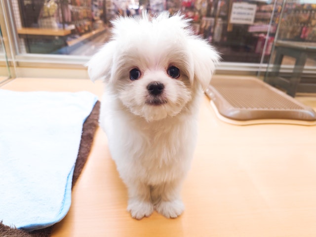 愛知県のハーフ犬 (ペッツワン名古屋みなと店/2024年1月10日生まれ/男の子/ホワイト)の子犬