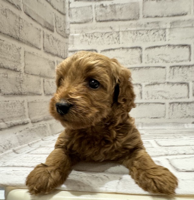 2024年1月28日生まれのハーフ犬の1枚目の写真