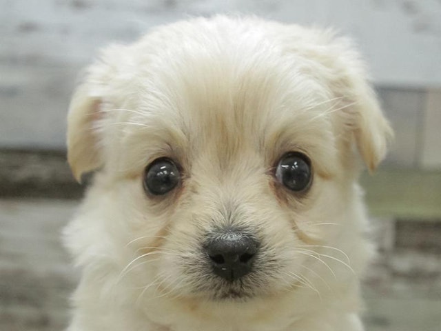 滋賀県のハーフ犬 (ペッツワン彦根店/2024年1月11日生まれ/男の子/クリーム)の子犬
