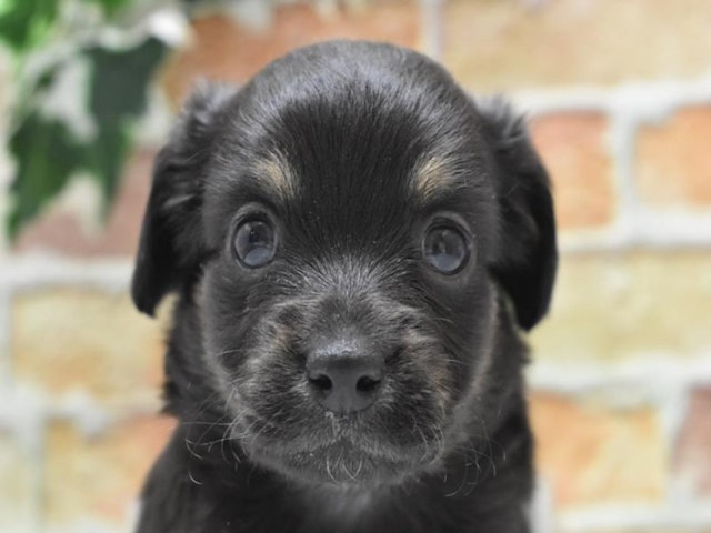 滋賀県のハーフ犬 (ペッツワン彦根店/2024年2月20日生まれ/女の子/ブラックタン)の子犬