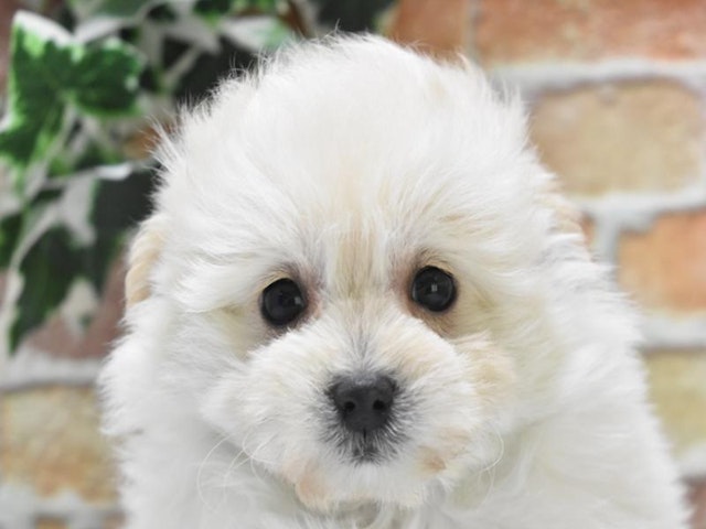 滋賀県のハーフ犬 (ペッツワン彦根店/2024年2月19日生まれ/女の子/クリーム)の子犬