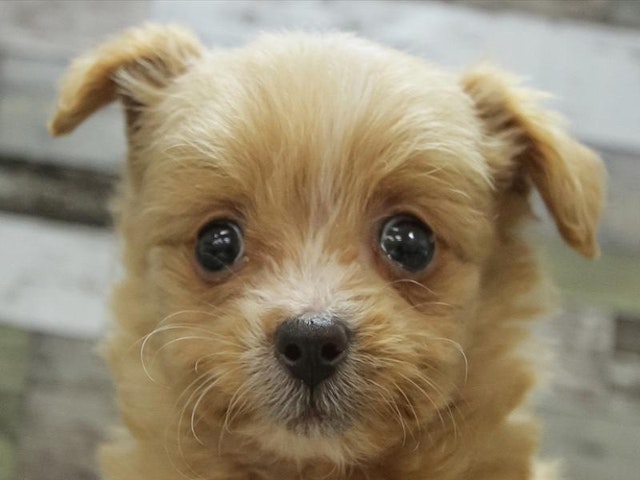 滋賀県のハーフ犬 (ペッツワン彦根店/2024年1月12日生まれ/女の子/オレンジ)の子犬