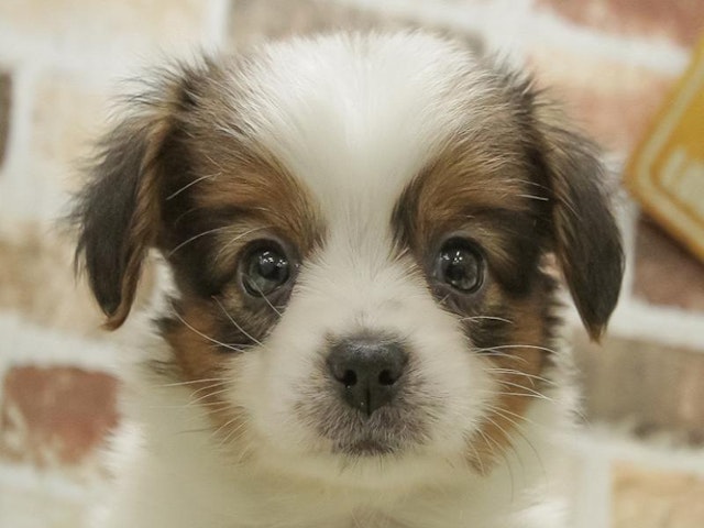 愛知県のパピヨン (ペッツワン小牧店/2023年11月28日生まれ/男の子/ホワイトブラウン)の子犬