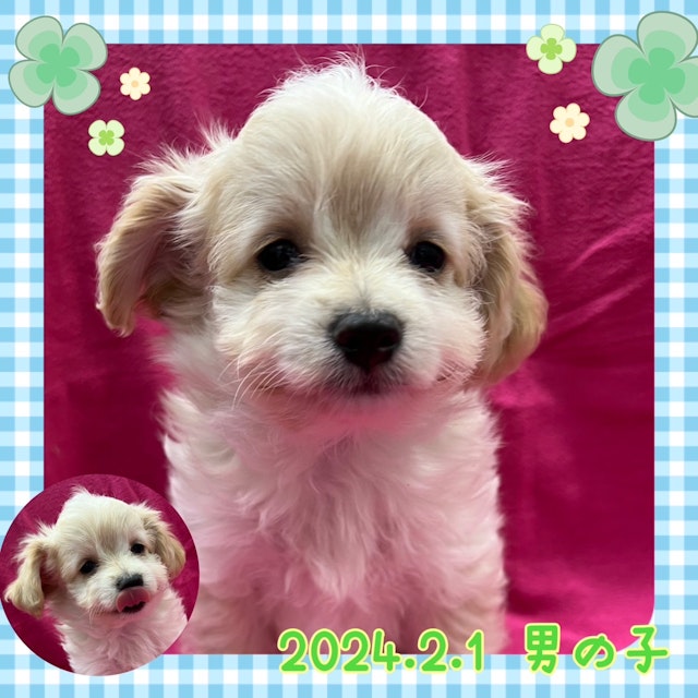 神奈川県のハーフ犬 (ペッツワンりんかんモール店/2024年2月1日生まれ/男の子/クリーム)の子犬
