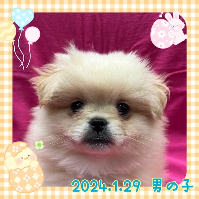 神奈川県のハーフ犬 (ペッツワンりんかんモール店/2024年1月29日生まれ/男の子/クリーム)の子犬