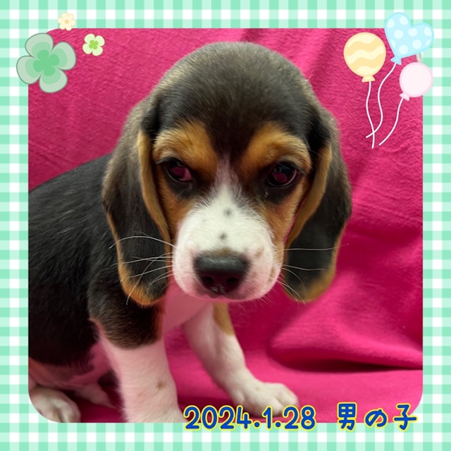 神奈川県のビーグル (ペッツワンりんかんモール店/2024年1月28日生まれ/男の子/ブラウン)の子犬