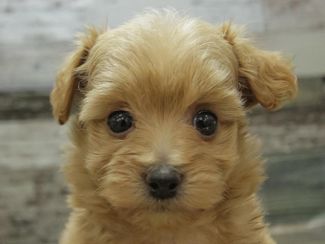 千葉県のハーフ犬 (ペッツワン稲沢ハーモニーランド店/2024年2月24日生まれ/女の子/アプリコット)の子犬