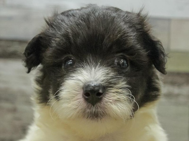 千葉県のハーフ犬 (ペッツワン稲沢ハーモニーランド店/2024年2月24日生まれ/女の子/ホワイトブラック)の子犬
