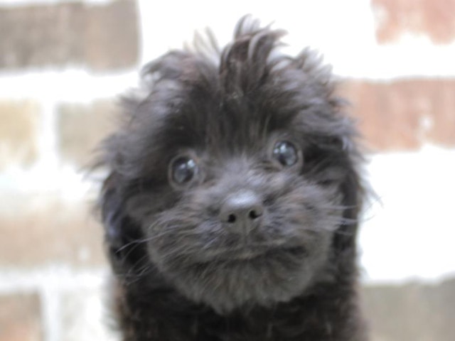 2024年2月18日生まれのハーフ犬の1枚目の写真