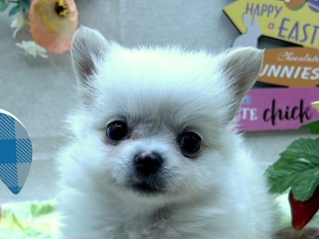 埼玉県のハーフ犬 (ペッツワン北本店/2024年2月17日生まれ/男の子/クリーム)の子犬