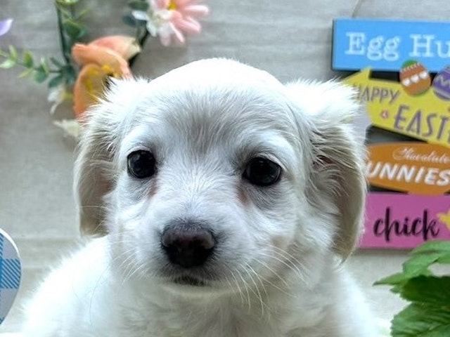 埼玉県のハーフ犬 (ペッツワン北本店/2024年2月19日生まれ/男の子/クリーム)の子犬