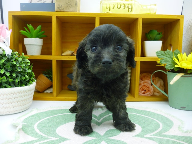 静岡県のハーフ犬 (ペッツワン清水店/2024年2月8日生まれ/女の子/ブリンドル)の子犬