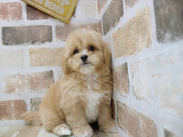 愛知県のハーフ犬 (ペッツワン名古屋当知店/2024年2月14日生まれ/男の子/レッドホワイト)の子犬
