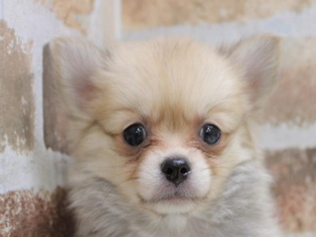 愛知県のハーフ犬 (ペッツワン名古屋当知店/2024年2月13日生まれ/女の子/オレンジセーブル)の子犬