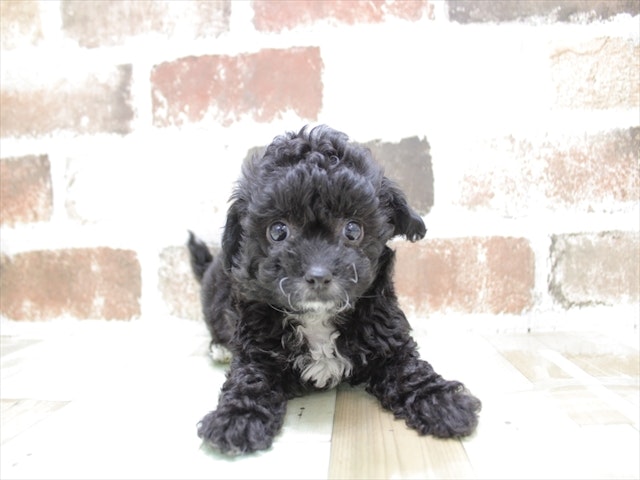愛知県のハーフ犬 (ペッツワン名古屋当知店/2024年2月9日生まれ/女の子/ブラック)の子犬