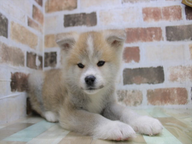 2024年1月30日生まれの秋田犬の1枚目の写真
