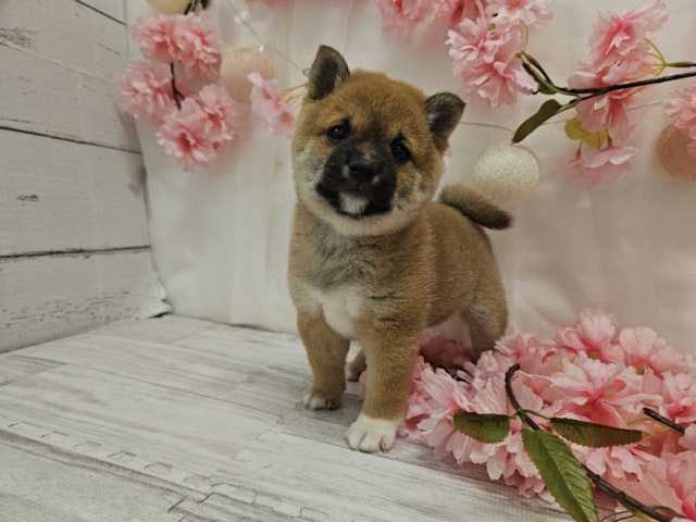 岐阜県の柴犬(標準サイズ) (ペッツワン関店/2024年2月24日生まれ/男の子/赤)の子犬