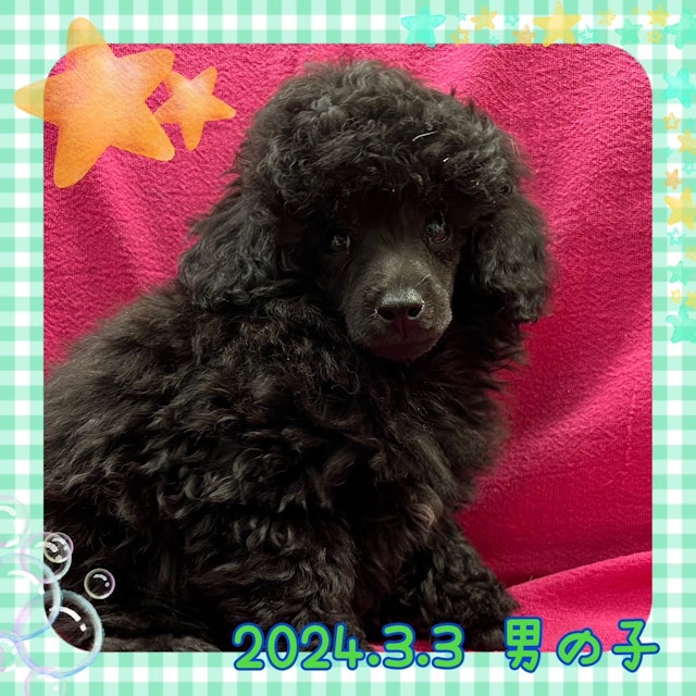 神奈川県のトイプードル(トイ) (ペッツワンりんかんモール店/2024年3月3日生まれ/男の子/ブラック)の子犬
