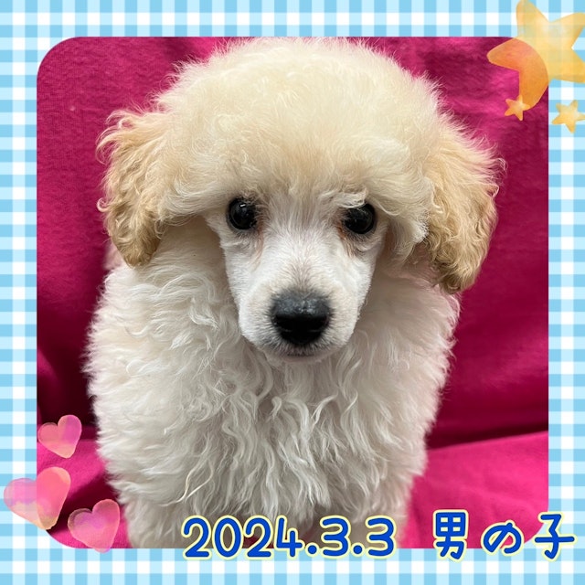神奈川県のトイプードル(トイ) (ペッツワンりんかんモール店/2024年3月3日生まれ/男の子/ホワイト)の子犬