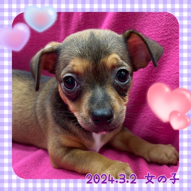 神奈川県のハーフ犬 (ペッツワンりんかんモール店/2024年3月2日生まれ/女の子/その他色)の子犬