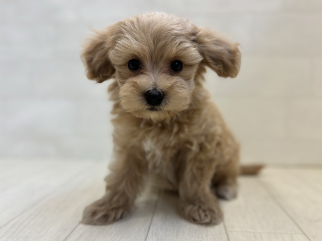 2024年2月27日生まれのハーフ犬の1枚目の写真