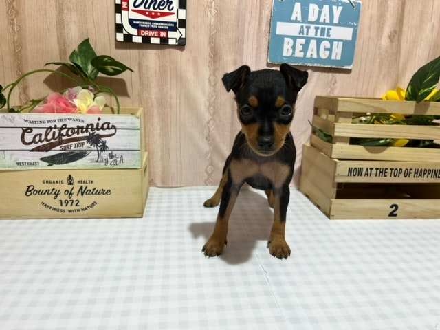 静岡県のミニチュアピンシャー (ペッツワン浜松市野店/2024年2月24日生まれ/女の子/ブラック)の子犬