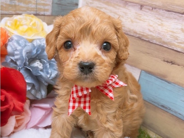 沖縄県のハーフ犬 (ペッツワンFCあがり浜店/2024年2月23日生まれ/男の子/アプリコット)の子犬