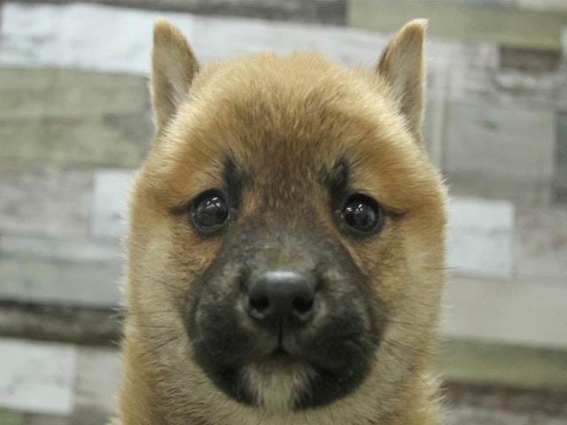 2024年1月28日生まれの柴犬(標準サイズ)の1枚目の写真