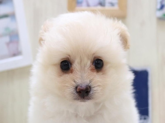 千葉県のハーフ犬 (ペッツワン稲沢ハーモニーランド店/2024年3月3日生まれ/女の子/クリーム)の子犬