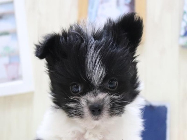 2024年1月23日生まれのハーフ犬の1枚目の写真