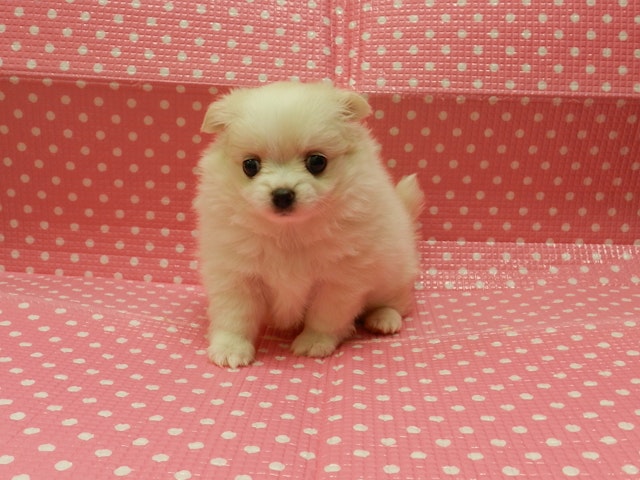 静岡県のハーフ犬 (ペッツワン御殿場店/2024年3月2日生まれ/女の子/ホワイトクリーム)の子犬