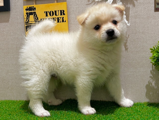 茨城県のハーフ犬 (ペッツワン水戸店/2024年2月27日生まれ/男の子/白)の子犬