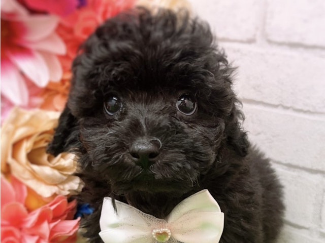 沖縄県のハーフ犬 (ペッツワンFCあがり浜店/2024年2月16日生まれ/男の子/ブラック)の子犬