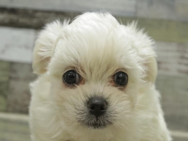 愛知県のハーフ犬 (ペッツワン名古屋守山店/2024年3月2日生まれ/女の子/クリーム)の子犬