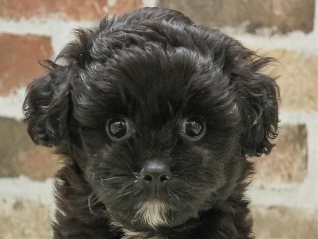 愛知県のハーフ犬 (ペッツワン名古屋守山店/2024年3月1日生まれ/男の子/ブラックホワイト)の子犬