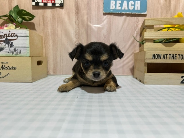 静岡県のハーフ犬 (ペッツワン浜松都田テクノ店/2024年3月2日生まれ/女の子/ブラックイエロー)の子犬