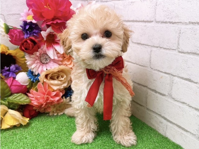 大阪府のハーフ犬 (ペッツワン太子店/2024年2月24日生まれ/男の子/クリーム)の子犬