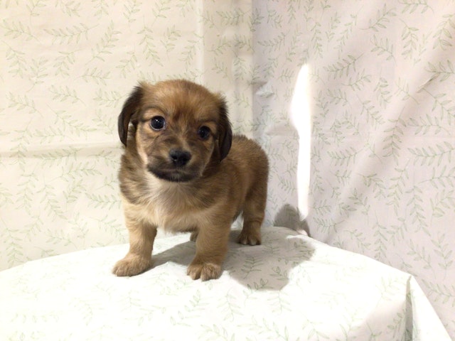 茨城県のハーフ犬 (ペッツワン高萩店/2024年3月3日生まれ/男の子/レッド)の子犬