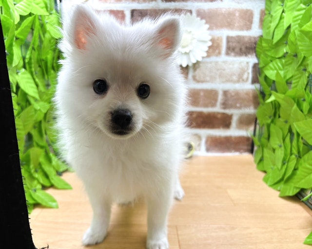 福島県の日本スピッツ (ペッツワン白河モール店/2024年2月1日生まれ/女の子/ホワイト)の子犬