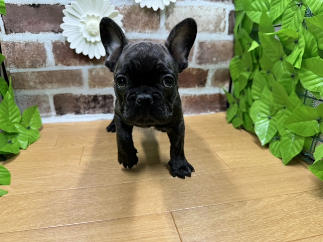 福島県のフレンチブルドッグ (ペッツワン白河モール店/2024年3月2日生まれ/男の子/ブラック)の子犬