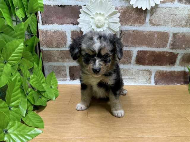 2024年3月2日生まれのハーフ犬の1枚目の写真