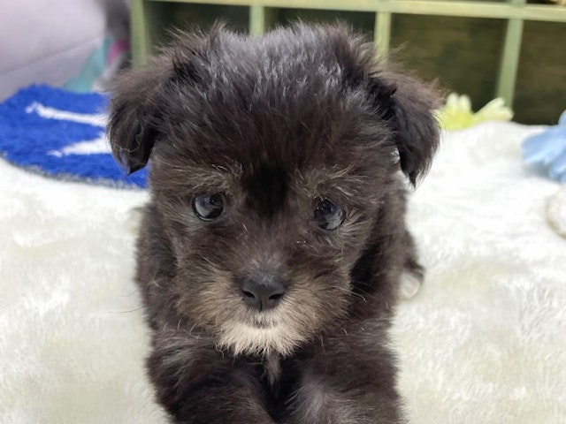 静岡県のハーフ犬 (ペッツワン富士宮小泉店/2024年3月1日生まれ/女の子/ブラックホワイト)の子犬