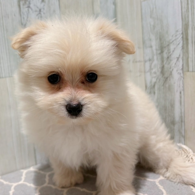 千葉県のハーフ犬 (ペッツワン木更津金田店/2024年3月10日生まれ/女の子/ホワイト)の子犬
