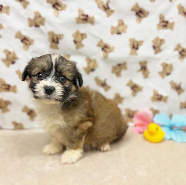 茨城県のハーフ犬 (ペッツワン石岡玉里店/2024年3月9日生まれ/男の子/レッドホワイト)の子犬