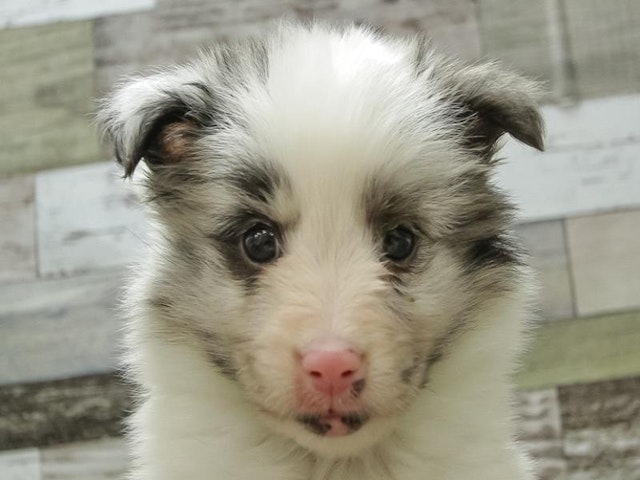 三重県のシェットランドシープドッグ (ペッツワン明和店/2024年2月26日生まれ/男の子/ブルーマール)の子犬
