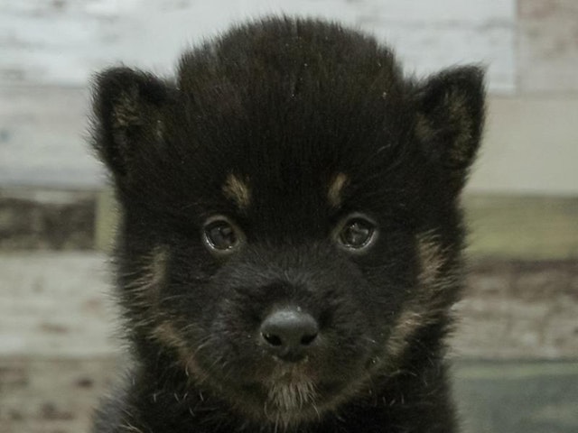 三重県の柴犬(標準サイズ) (ペッツワン明和店/2024年3月4日生まれ/男の子/黒)の子犬
